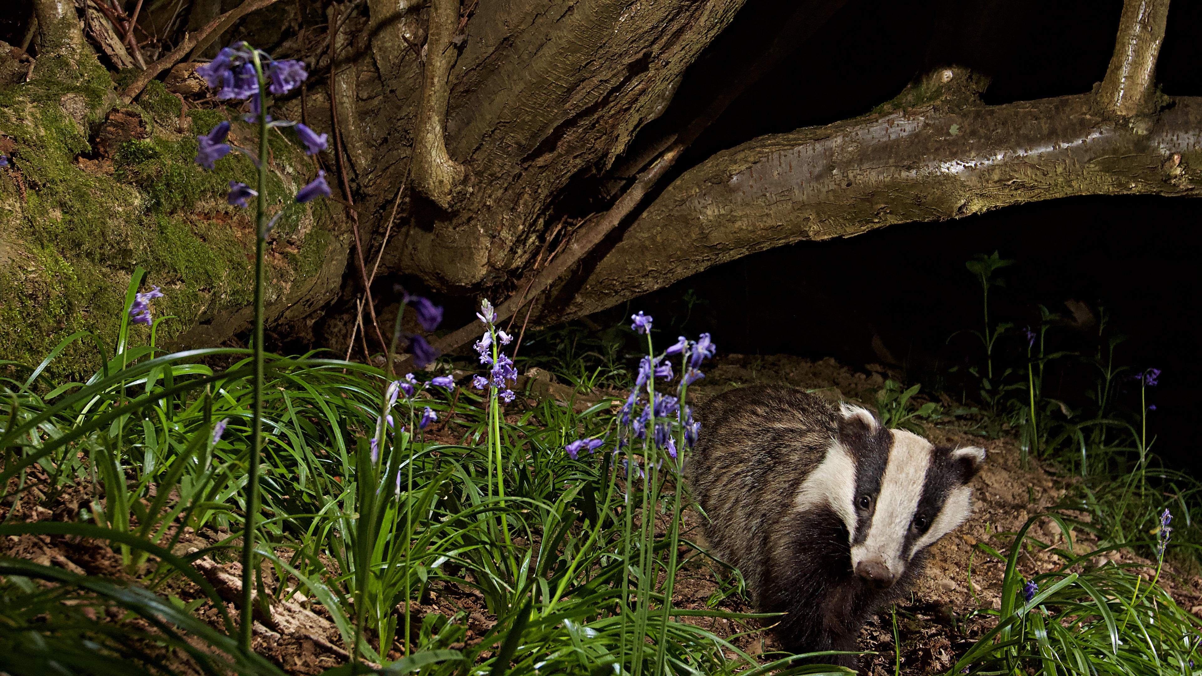 badger in bluebells